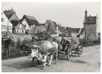 Fotograf: Hickstein, Carmen, Copyright: 1