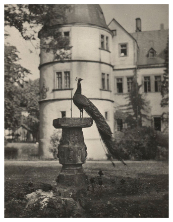 Fotograf: Hickstein, Carmen, Copyright: 1