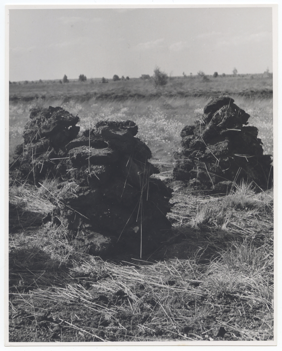 Fotograf: Hickstein, Carmen, Copyright: 1