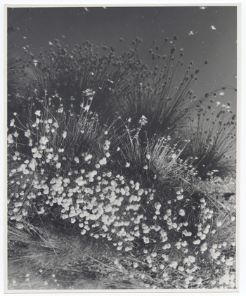 Fotograf: Hickstein, Carmen, Copyright: 1