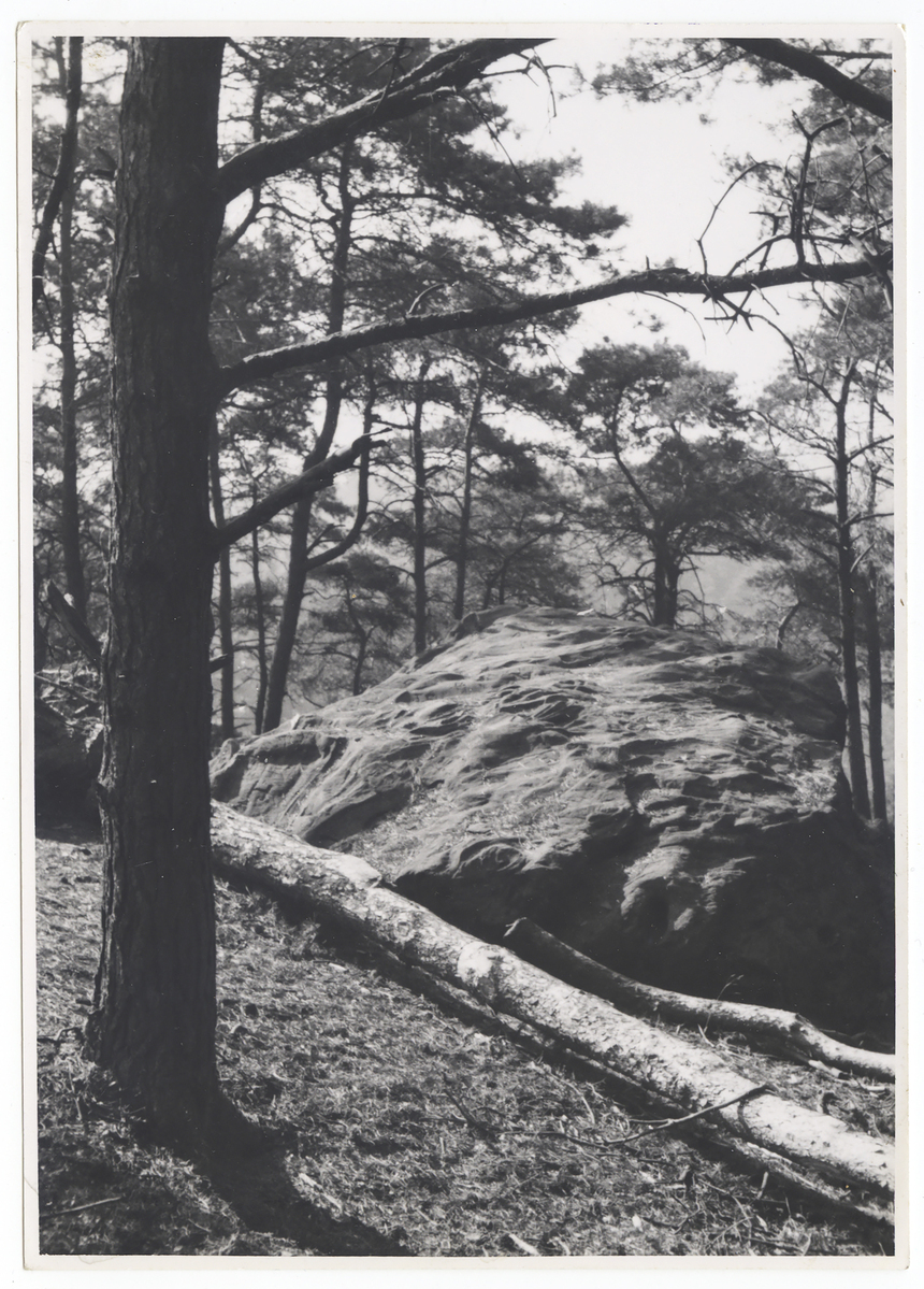 Fotograf: Hickstein, Carmen, Copyright: 1