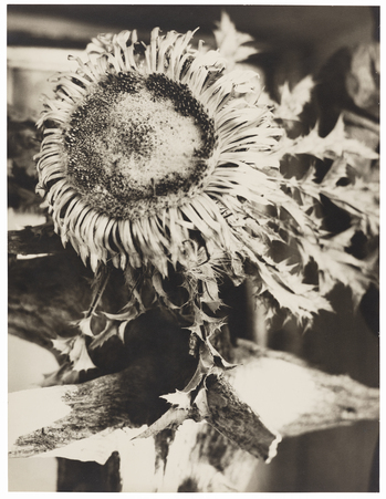 Fotograf: Neander, Hanna, Copyright: 1