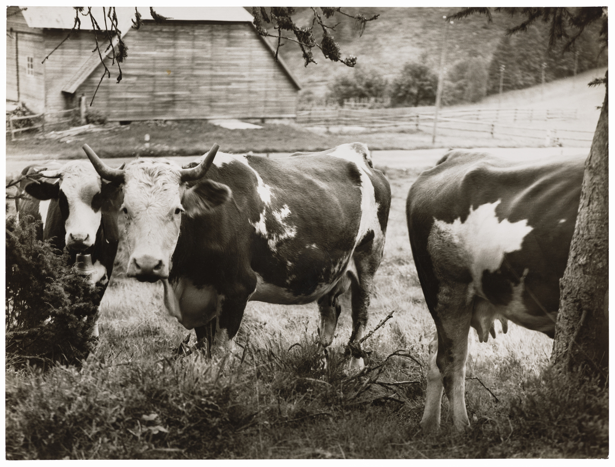 Fotograf: Neander, Hanna, Copyright: 1