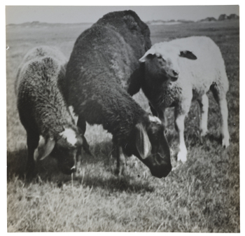 Fotograf: Neander, Hanna, Copyright: 1