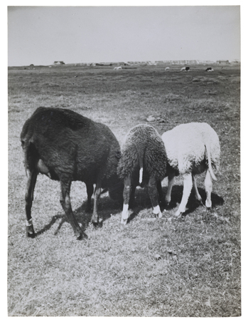 Fotograf: Neander, Hanna, Copyright: 1