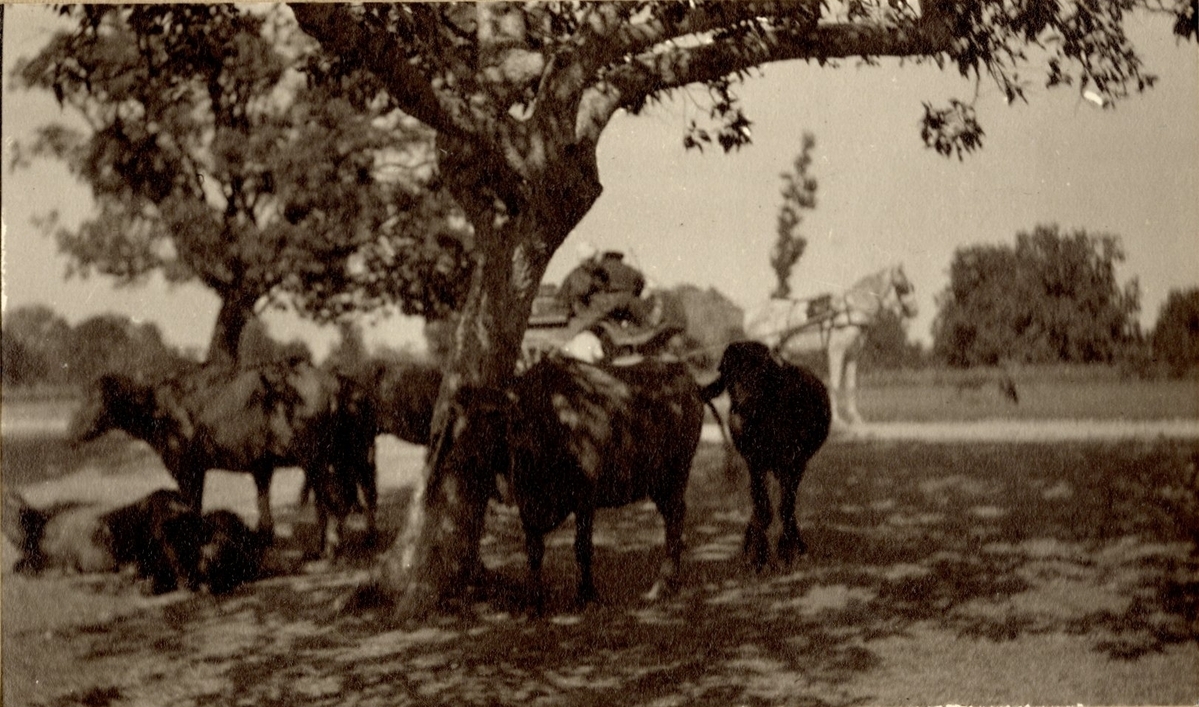 Fotograf: unbekannt, Copyright: 1