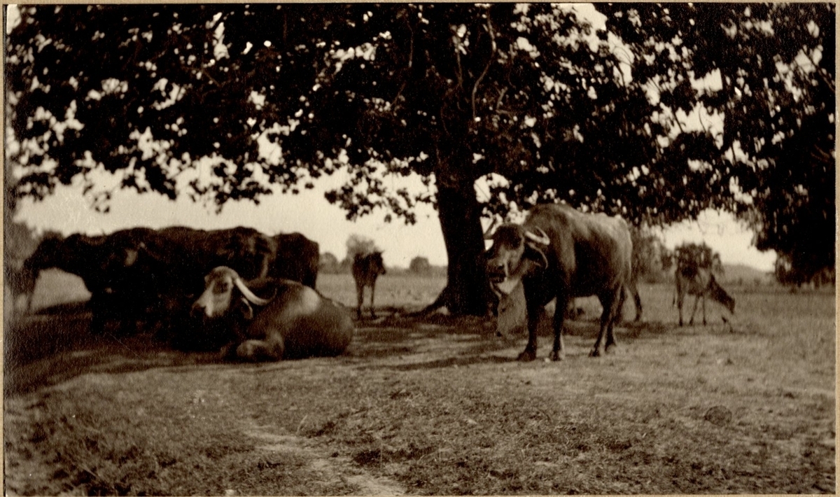 Fotograf: unbekannt, Copyright: 1