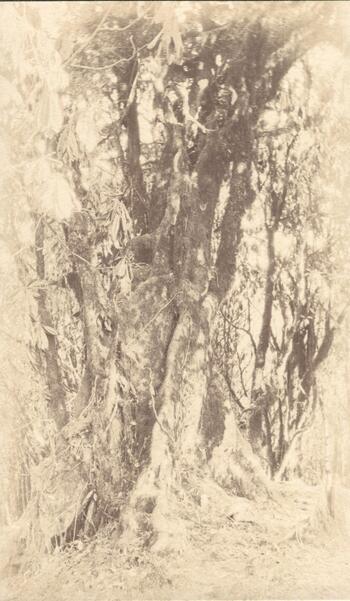 Fotograf: unbekannt, Copyright: 1